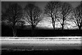 SU5160 : Trees at night by John Winder