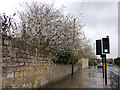 Blossom alongside Station Road, Tadcaster