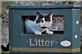 SO6024 : Cat litter by John Winder