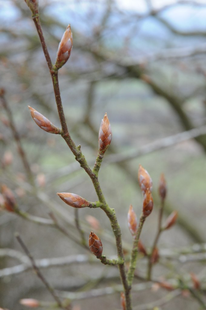 Buds on a beech tree © Philip Halling cc-by-sa/2.0 :: Geograph Britain ...