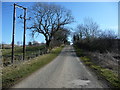 Trees along the road to Isel Old Park