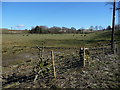 Sheep grazing near Glebe Farm