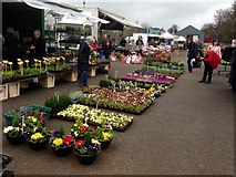 H4374 : Flowers for sale, Omagh Variety Market by Kenneth  Allen