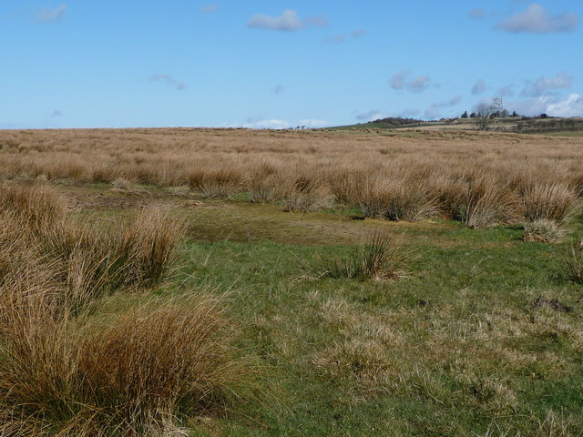 Rough grasses, about 190 metres above sea level