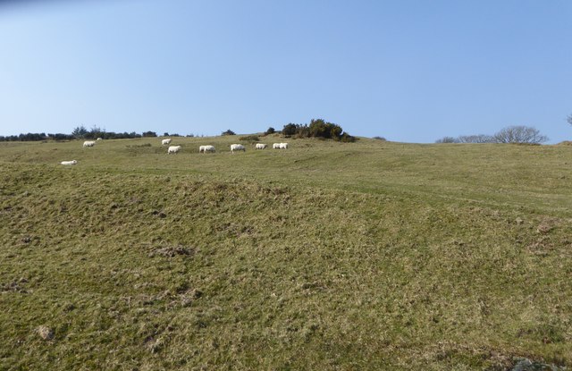 Sheep grazing on a hillside near Cefn Cynhafal