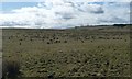 Rough grassland, about 180 metres above sea level