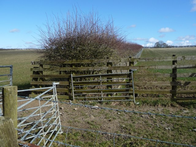 Fenced hedgerow, north of Blindcrake