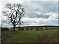 Sheep pasture with trees, south-west of Woodside