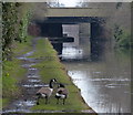 Canada geese near the Sutton Road Bridge