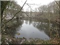 Pond in Cong Burn Woods