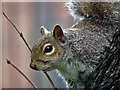 SK2522 : Grey squirrel in St Modwen's churchyard, Burton-upon-Trent by Neil Theasby
