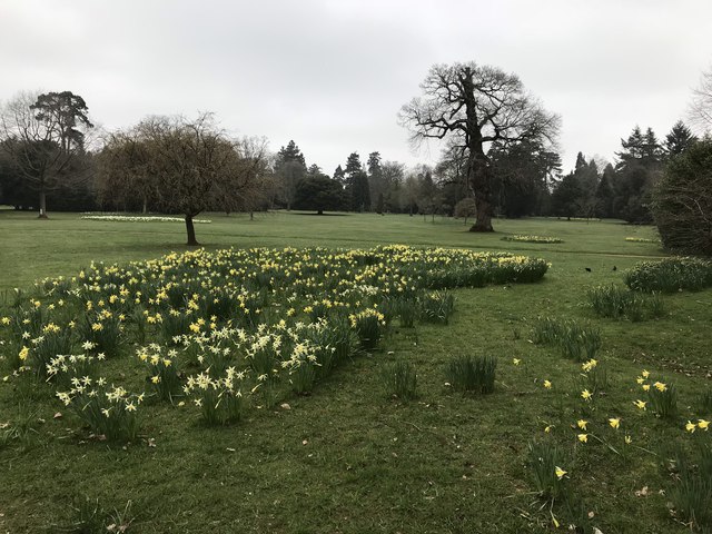 Daffodils at Bowood House Estate