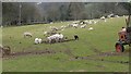 Sheep and lambs graze near Abergavenny