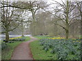 SK9668 : Daffodils by The Lake, Boultham Park by Jonathan Thacker