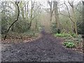 TQ2588 : Path through Big Wood, Hampstead Garden Suburb by David Howard