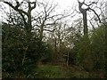TQ2588 : Big Wood, Hampstead Garden Suburb by David Howard
