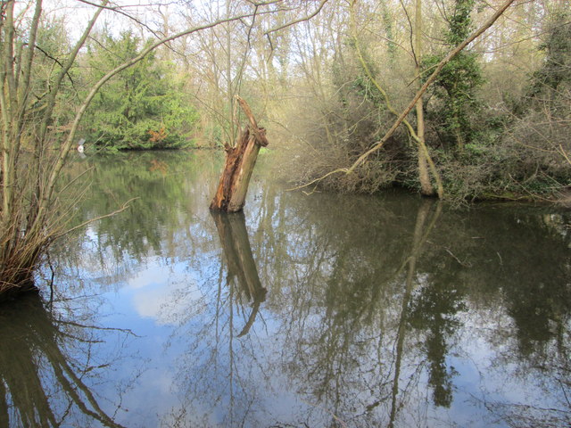 Tree in a pond at Forty Hall Country Park