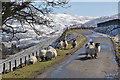 NT3527 : Sheep on the Swire Road in the Yarrow Valley by Walter Baxter