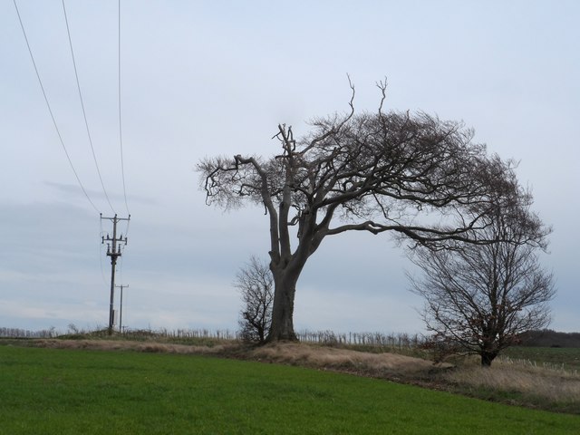 Misshappen tree