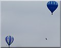 SD7511 : Bird and balloons by Philip Platt