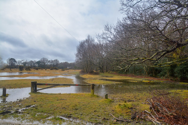 New Forest : Heathland © Lewis Clarke Cc-by-sa/2.0 :: Geograph Britain ...