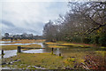 New Forest : Heathland