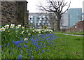 Spring flowers at All Saints Church, Leicester