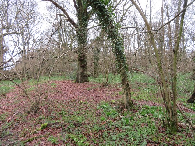 Looking into Well's Copse