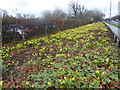 Daffodils alongside Twickenham Road