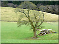 Tree off Netherton Road