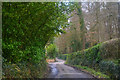 East Devon : Country Lane