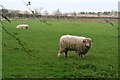 Sheep by a lane east of Belton