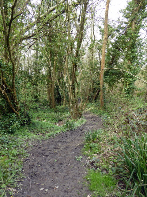 Path in RSPB Fore Wood