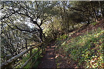 SX9262 : South West Coast Path (Rocked Walk) by N Chadwick