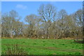 SU5836 : Woodland and grass at Abbotstone Down by David Martin