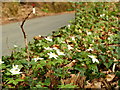 Wild anemones by the lane to Howle Hill, 1