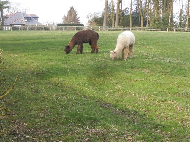 Alpacas in Swan Bottom