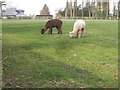 Alpacas in Swan Bottom