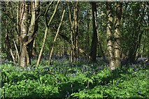 TQ7547 : Bluebells in Woodland by Tilden Lane by Oast House Archive