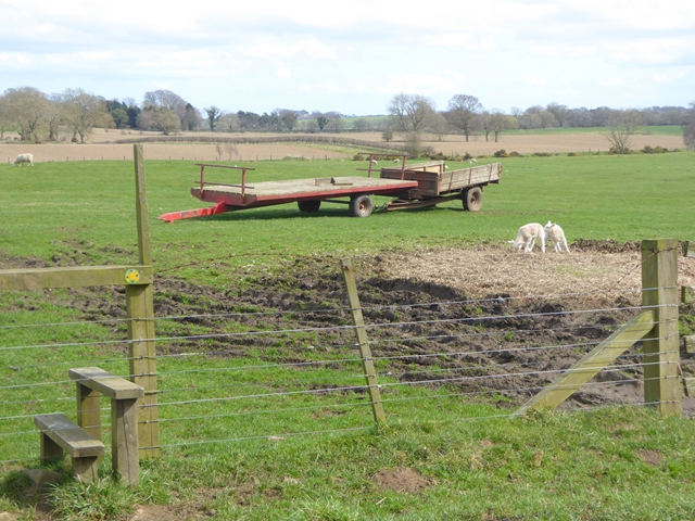 Stile, trailer and lambs