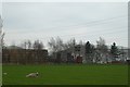 Sheep at Brown Moor