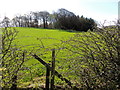 Thicket on a hill, Edergole Upper