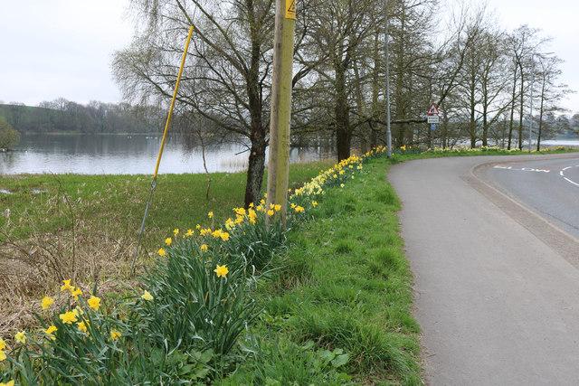 Daffodils by the Loch