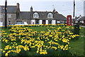 Daffodils at Rhonehouse