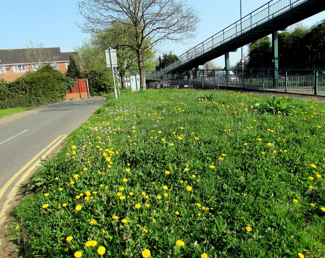 Profusion of dandelions on a Malpas corner, Newport
