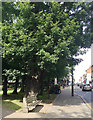 Massive oak tree near the war memorial, Westow Street, Upper Norwood, London