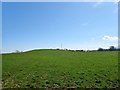 Grassland on glacial deposits south of Manse Road, Seaforde