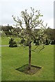 SH5573 : Apple tree at Plas Cadnant by Richard Hoare