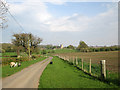 Spring lambs on the road to Chesterton church