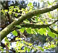TG2108 : Katsura tree (Cercidiphyllum japonicum) - detail by Evelyn Simak